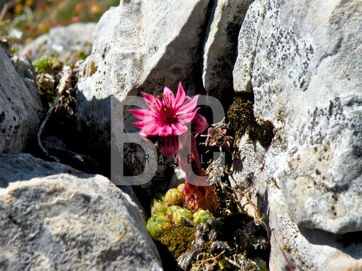 Alpine Flower Alpine Flower